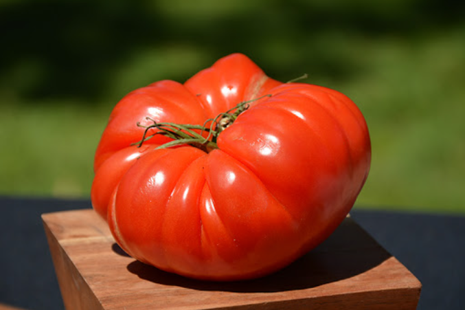 german johnson tomato