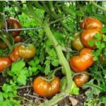 cherokee purple tomato