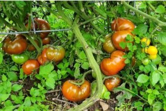 cherokee purple tomato