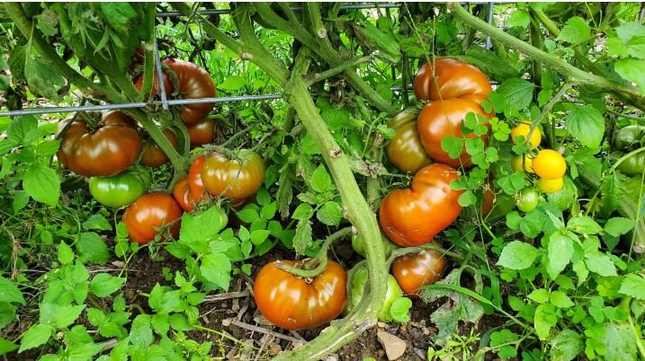 cherokee purple tomato